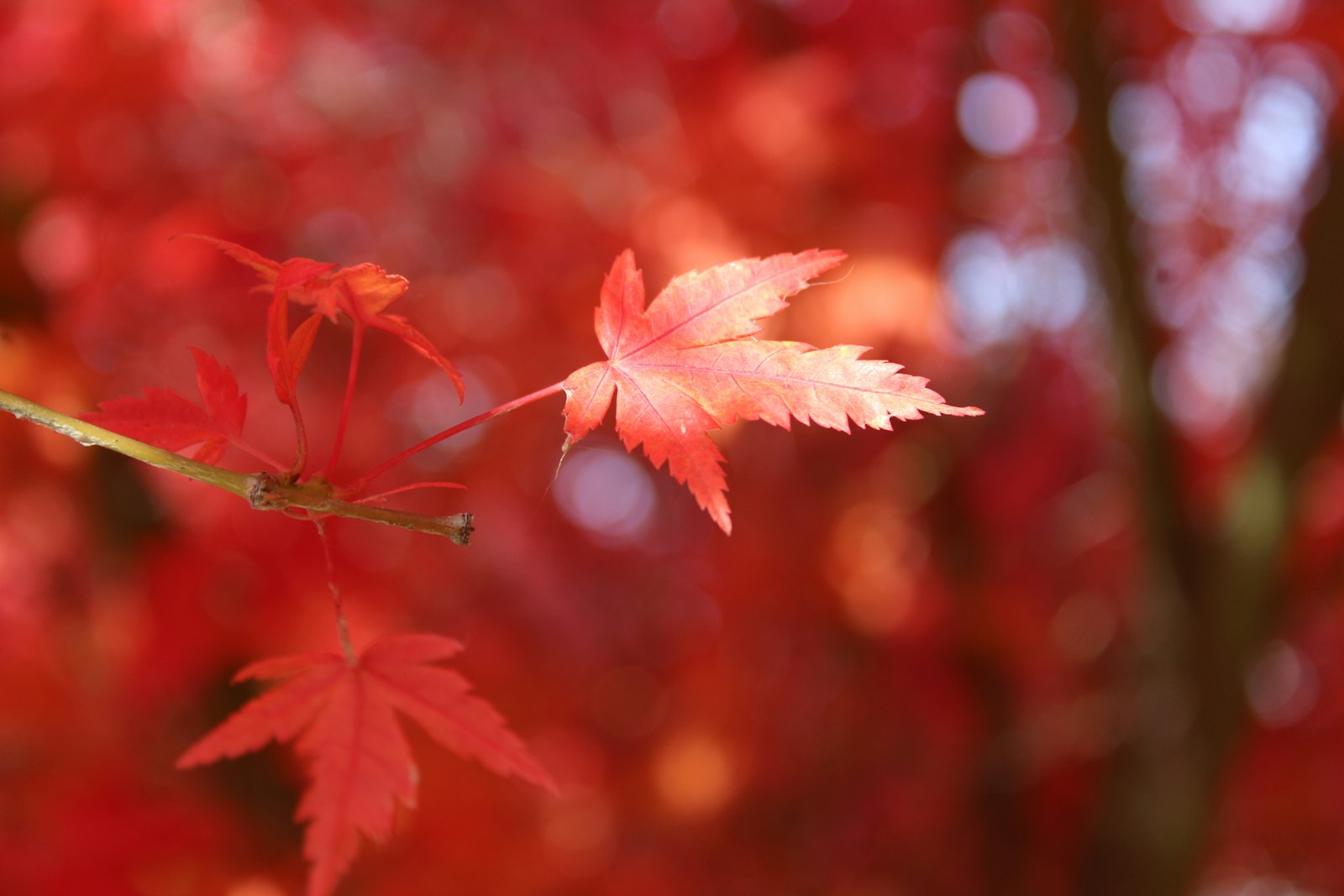 vivid red maple leaves on a branch, a natural image for Frost's Descent Shuangjiang